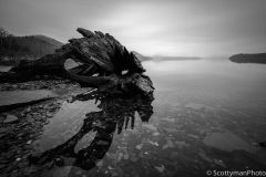 Old Driftwood