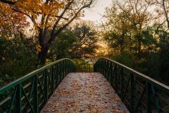 Autumn's Path