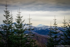 Beyond the Trees