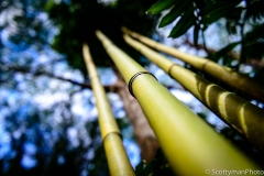 Oahu Hawaii Bamboo Stalks