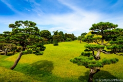 The Tree Garden